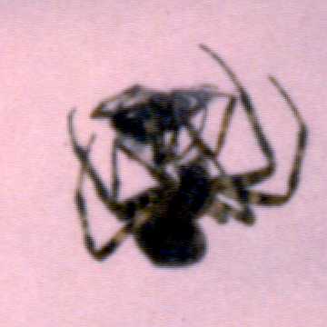 Spinne_mit_Beute