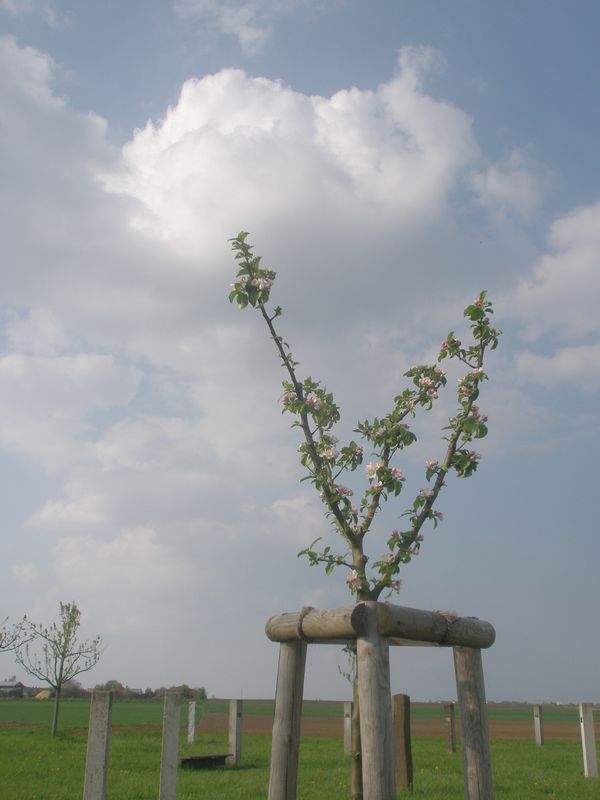 Himmel mit Baum